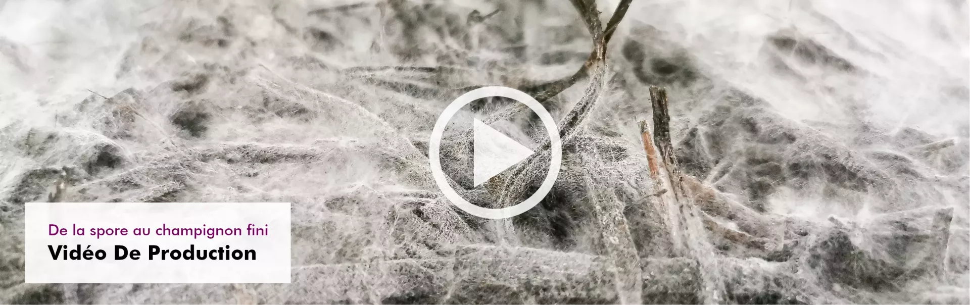 MycoVital_ Un myc&eacute;lium fongique blanc s'&eacute;tend sur une surface sombre et terreuse avec des morceaux de paille. Dans le coin inf&eacute;rieur gauche, un encadr&eacute; blanc contient un texte en allemand : "Von der Spore zum fertigen Pilz Produktionsvideo".