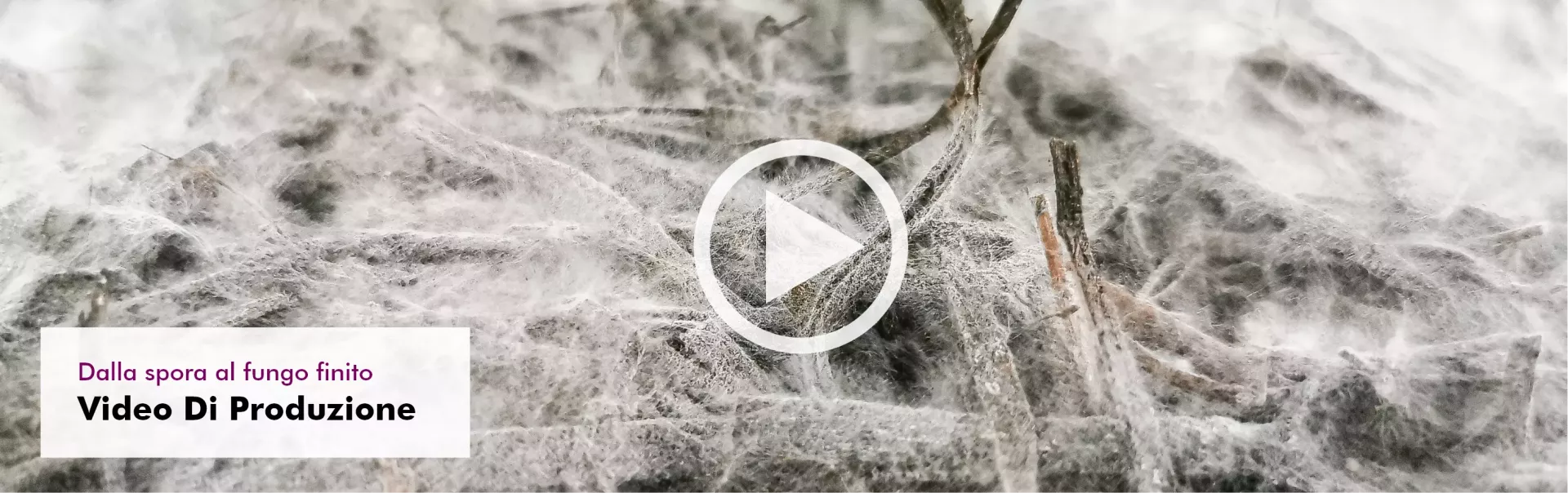 MycoVital_ Primo piano di un micelio fungino bianco che si diffonde su una superficie organica scura con ramoscelli, sovrapposto a una casella di testo che recita: Von der Spore zum fertigen Pilz Produktionsvideo.