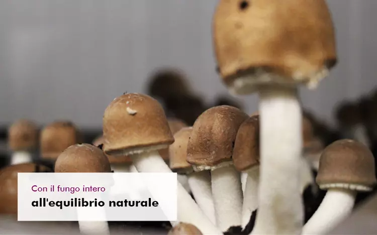 Graphic image of MV_ganzer_Pilz_Header_DE - Estratto di funghi