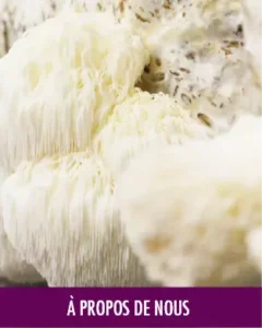 MycoVital_ Gros plan sur un champignon blanc, hirsute, aux épines longues et fines. Un bandeau violet en bas de page affiche le texte français À PROPOS DE NOUS.