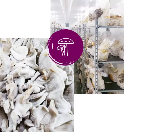 MycoVital_ Shelves stacked with mushroom cultivation bags in a brightly lit indoor farm, with a close-up of oyster mushrooms in the foreground and a purple icon depicting mushrooms in the center.