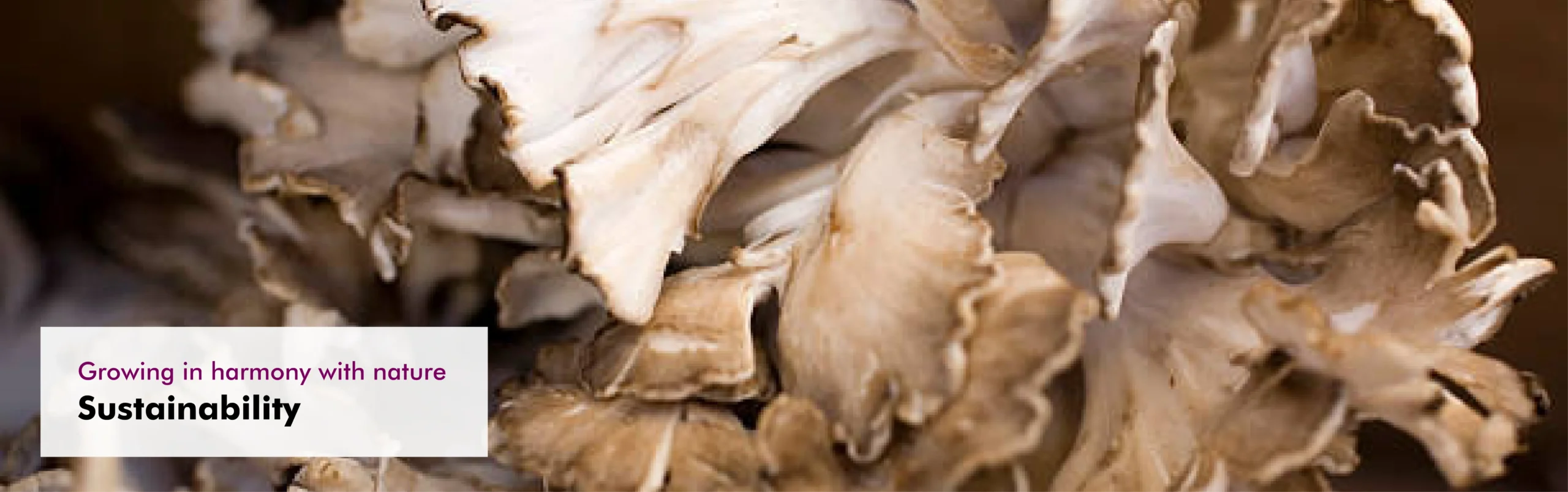MycoVital_ Close-up of clustered beige and white mushroom caps with ruffled edges; text overlay reads Growing in harmony with nature. Sustainability in the lower left corner.