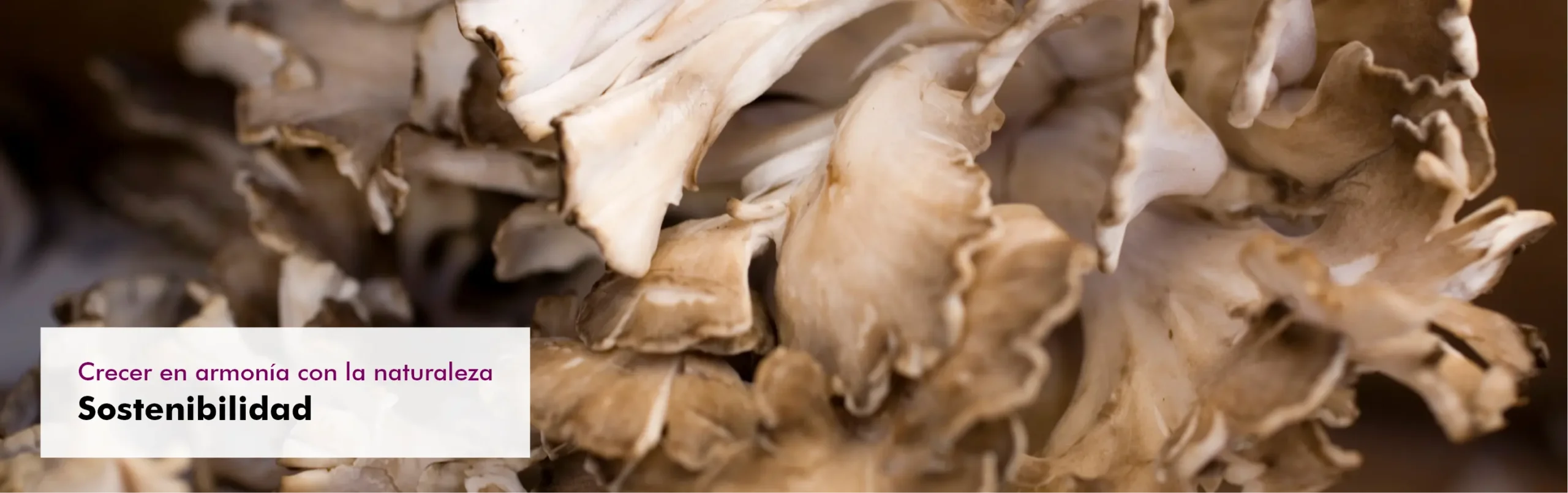 Graphic image of Wachsen-einklang - &iquest;Por qu&eacute; Mycovital?