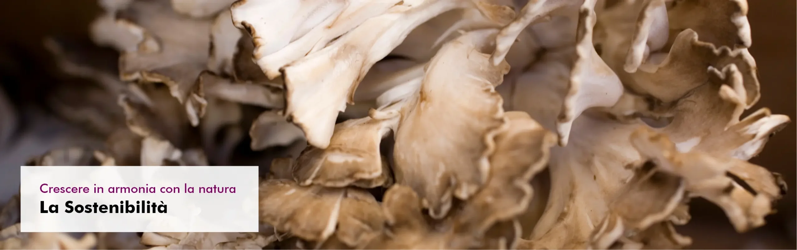 Graphic image of Wachsen-einklang - Perch&eacute; Mycovital?