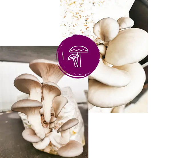 MycoVital_ Collage of oyster mushrooms growing from substrate bags, with a purple circle featuring a white mushroom illustration overlaid in the center. One photo shows mushrooms with broad caps and gills, the other shows a closer view.
