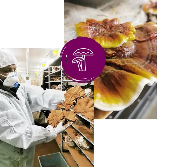 MycoVital_ A person in protective clothing and a mask handles large brown and yellow mushrooms on metal racks. A circular icon with a mushroom graphic overlays the image.