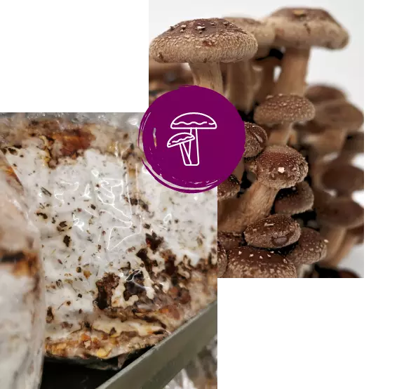 MycoVital_ Close-up of brown mushrooms growing in clusters on the right, with a plastic-wrapped mushroom substrate on the left. A purple circle with a white mushroom icon is centered over the image.