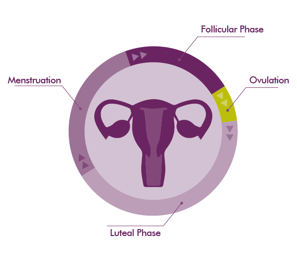 MycoVital_ Ein kreisf&ouml;rmiges Diagramm des Menstruationszyklus mit einer Abbildung der Geb&auml;rmutter in der Mitte. Die Abschnitte sind mit "Menstruation", "Follikelphase", "Eisprung" und "Gelbk&ouml;rperphase" beschriftet und heben die verschiedenen Phasen in Lila- und Gr&uuml;nt&ouml;nen hervor.