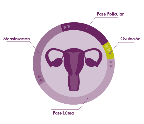MycoVital_ Ein kreisf&ouml;rmiges Diagramm des Menstruationszyklus mit einer Abbildung der Geb&auml;rmutter in der Mitte. Die Abschnitte sind mit "Menstruation", "Follikelphase", "Eisprung" und "Gelbk&ouml;rperphase" beschriftet und heben die verschiedenen Phasen in Lila- und Gr&uuml;nt&ouml;nen hervor.