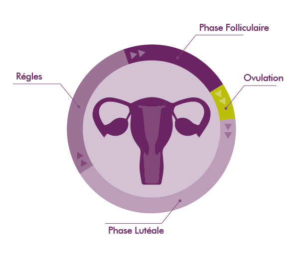MycoVital_ Ein kreisf&ouml;rmiges Diagramm des Menstruationszyklus mit einer Abbildung der Geb&auml;rmutter in der Mitte. Die Abschnitte sind mit "Menstruation", "Follikelphase", "Eisprung" und "Gelbk&ouml;rperphase" beschriftet und heben die verschiedenen Phasen in Lila- und Gr&uuml;nt&ouml;nen hervor.
