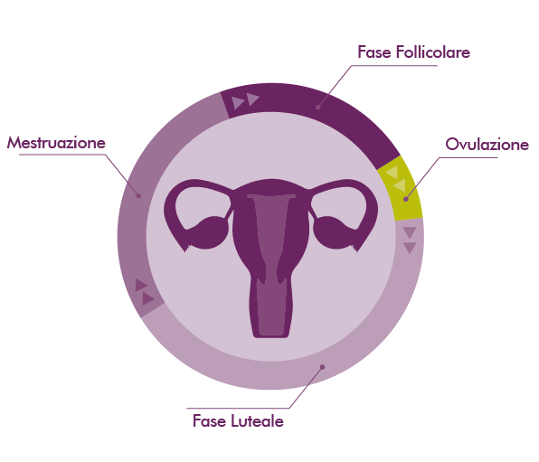 MycoVital_ Ein kreisf&ouml;rmiges Diagramm des Menstruationszyklus mit einer Abbildung der Geb&auml;rmutter in der Mitte. Die Abschnitte sind mit "Menstruation", "Follikelphase", "Eisprung" und "Gelbk&ouml;rperphase" beschriftet und heben die verschiedenen Phasen in Lila- und Gr&uuml;nt&ouml;nen hervor.